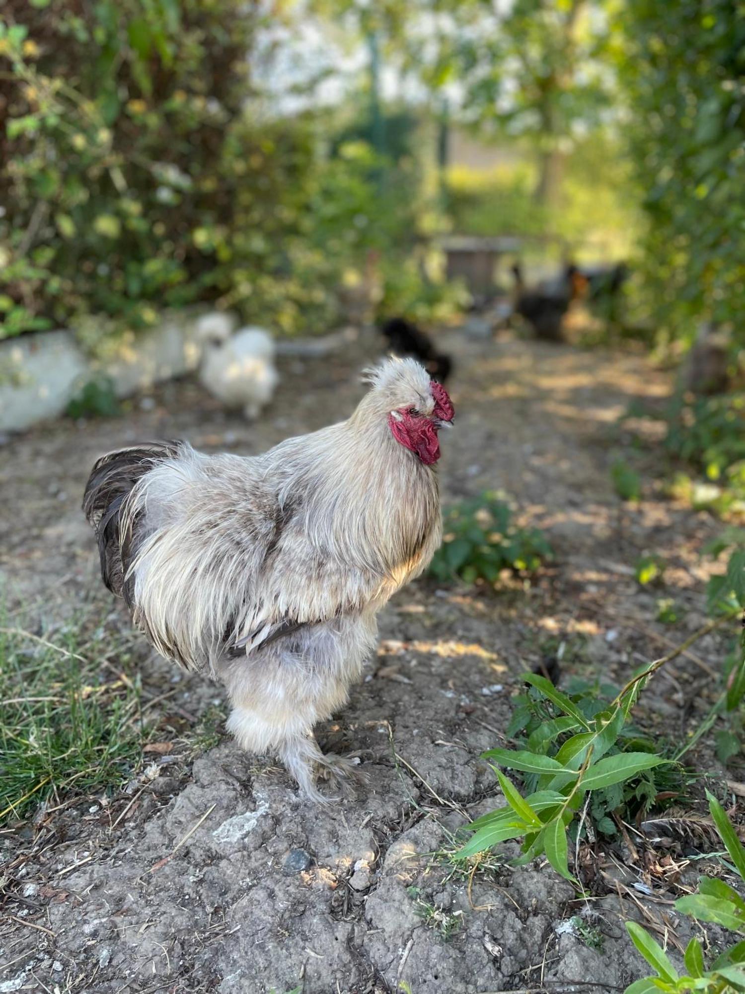 Merris La Ferme Du Paradis المظهر الخارجي الصورة